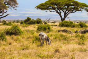 Kenya Savanındaki 18 Yıllık Deney Büyük Otçulların Ağaç Örtüsüne Etkisini Gösterdi