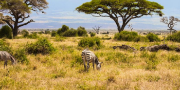 Kenya Savanındaki 18 Yıllık Deney Büyük Otçulların Ağaç Örtüsüne Etkisini Gösterdi