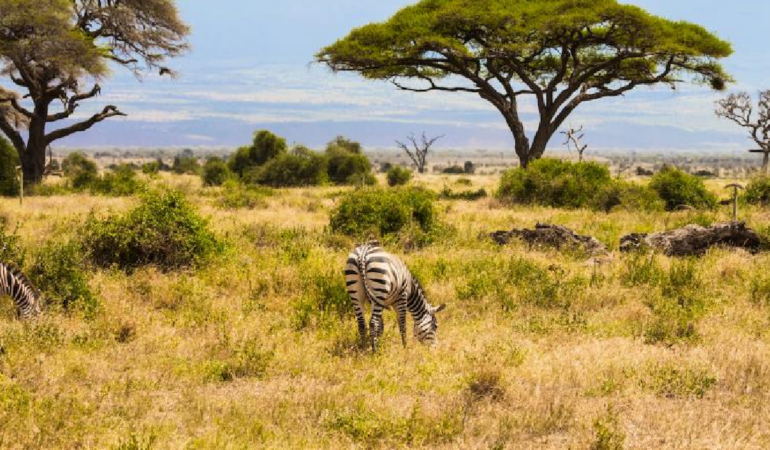 Kenya Savanındaki 18 Yıllık Deney Büyük Otçulların Ağaç Örtüsüne Etkisini Gösterdi