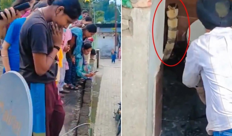 Hindistan’da Bir Evin Klozetinde Görülen Dev Kobra Mahallede Korku Yarattı